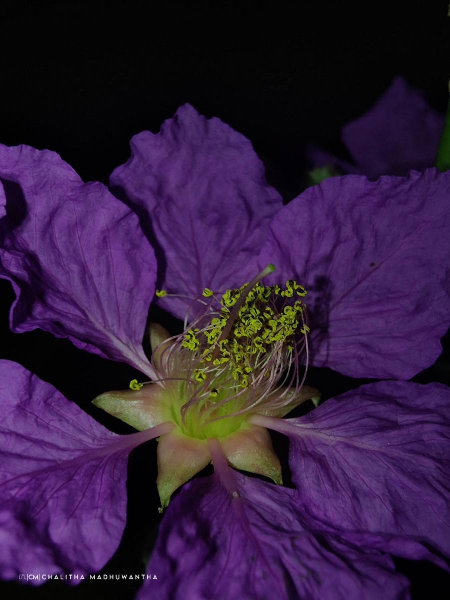 Lagerstroemia speciosa (L.) Pers.